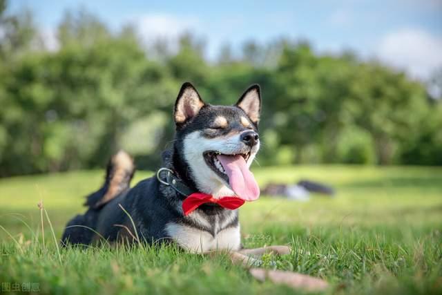 为啥我家柴犬没有豆豆眉是纯的吗