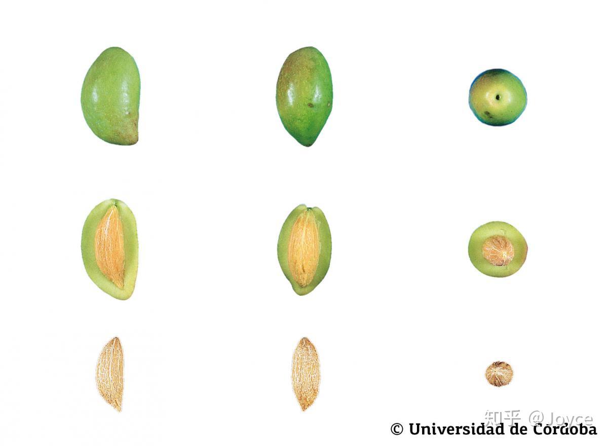 细说橄榄-top 5 橄榄