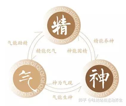 腎主藏精,以氣為用,關係著人的生長發育 - 知乎