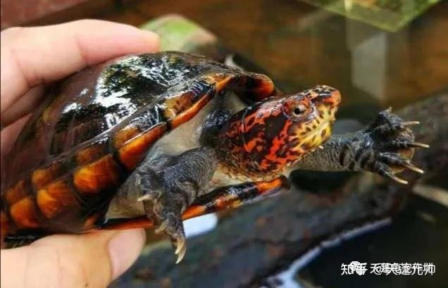 红面蛋龟|如果再见还能红着脸
