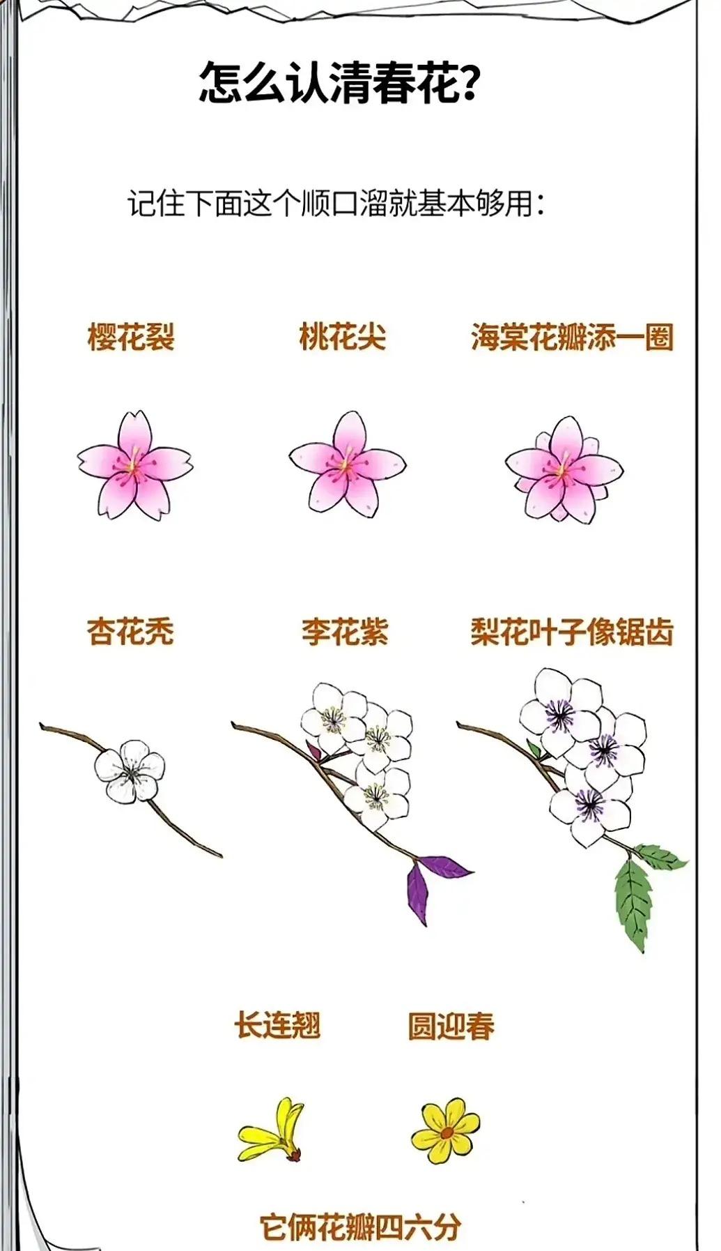 桃花梅花樱花区分图解图片