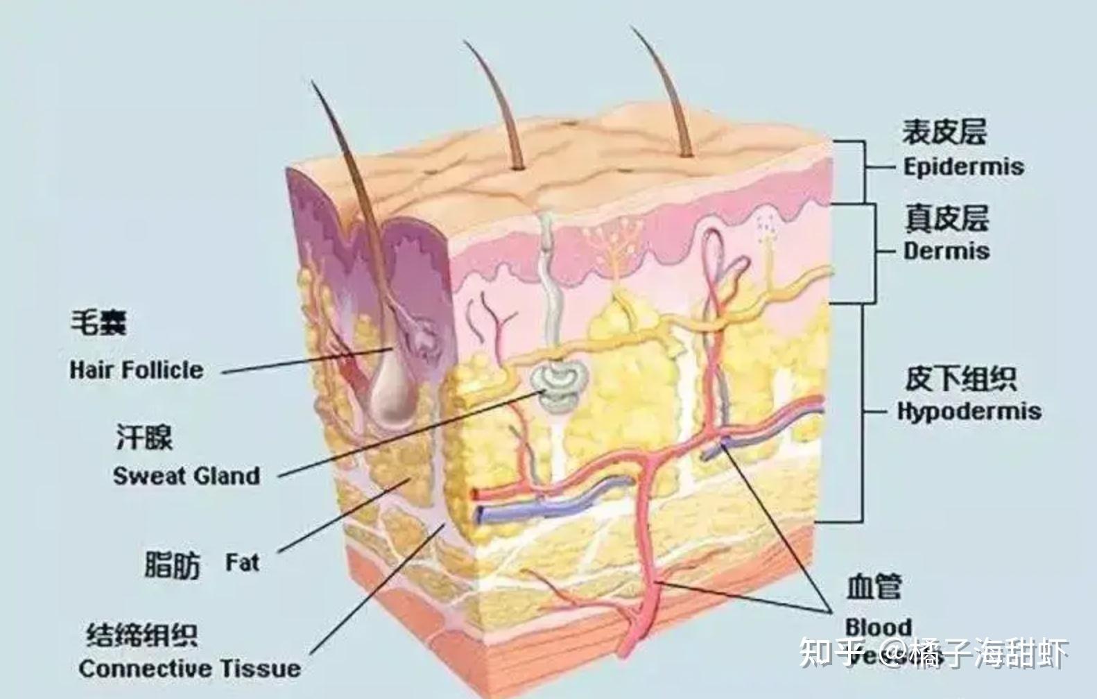 首先,我们的皮肤结构是由多层结构组成,从外到内来说,分别是表皮层
