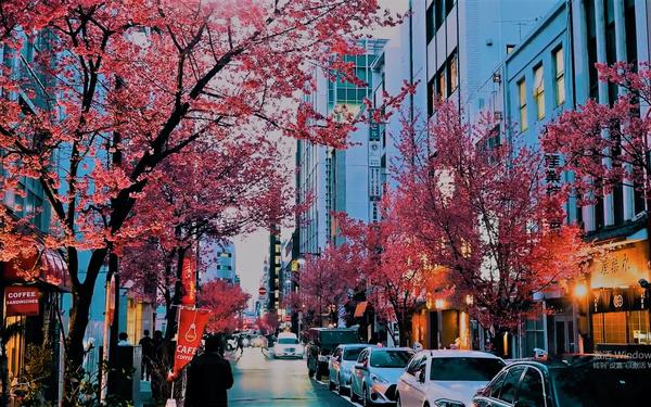 東京街景——吞川綠道的櫻花(唯美宛若二次元的場景)