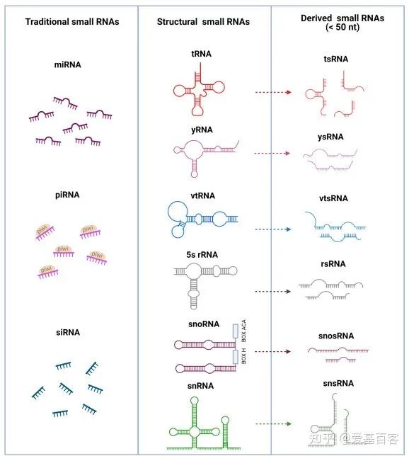 干货分享 | 一文带您全方位认识MicroRNA - 知乎