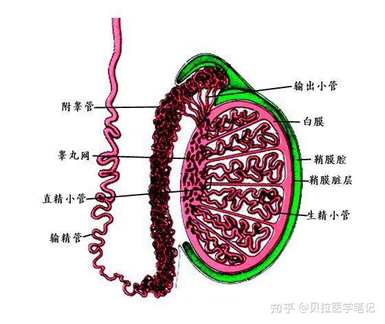 睾丸的常识及其睾丸功能的保护方法