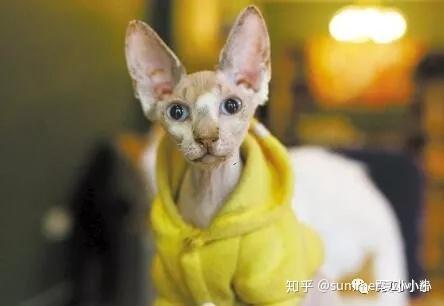 猫系、狐系,还是鹿系?快来测下你和哪种动物长的像 - 知乎