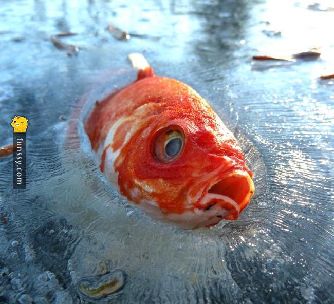 一只鲱鱼的梦想