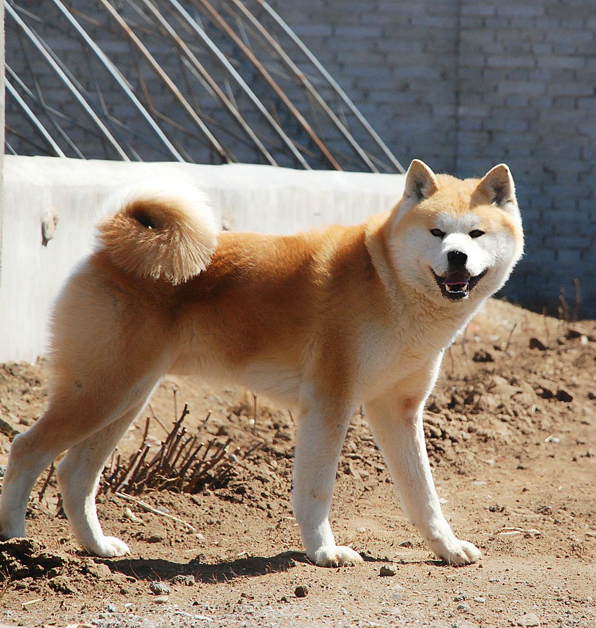 日本犬は6種類だけ！それぞれの歴史と特徴を解説【獣医師監修】|ワンクォール