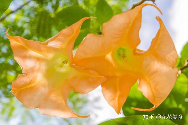 【曼陀罗】天使的号角,美貌之下却是世界上最毒的花草之一 - 知乎
