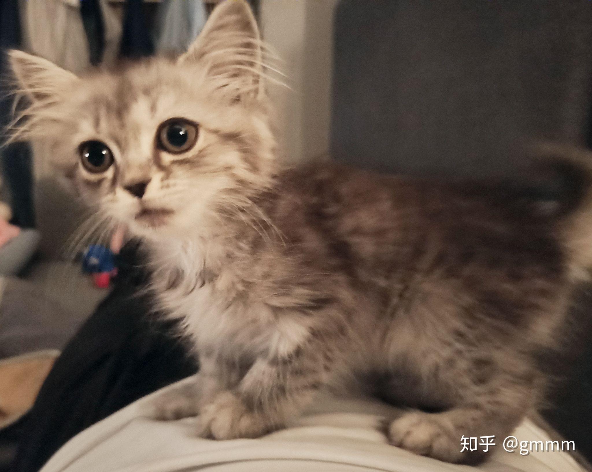 能不能给我看一下美短和金吉拉的串是什么样子的呀? - 知乎