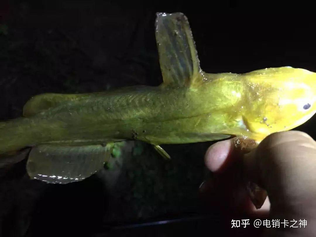 黃顙魚俗稱黃辣丁昂刺魚為什麼會發出叫聲