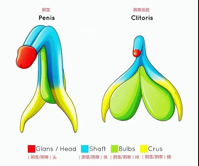 阴蒂一个会勃起有高潮的性器官