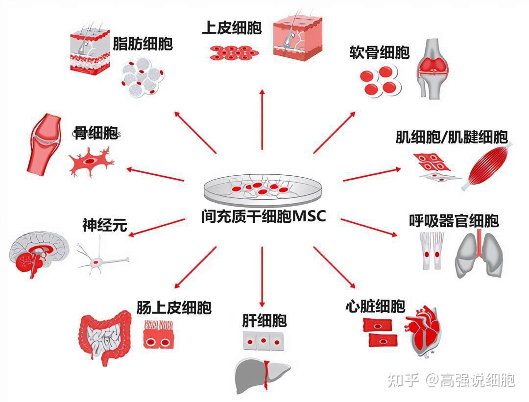 普及下干细胞知识?