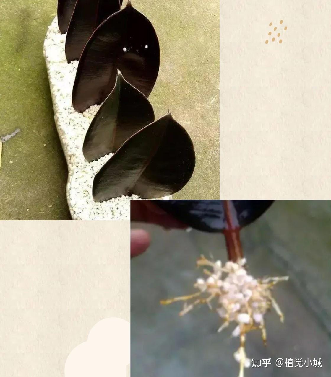 100种观叶植物 | No.2 橡皮树养护攻略 - 知乎