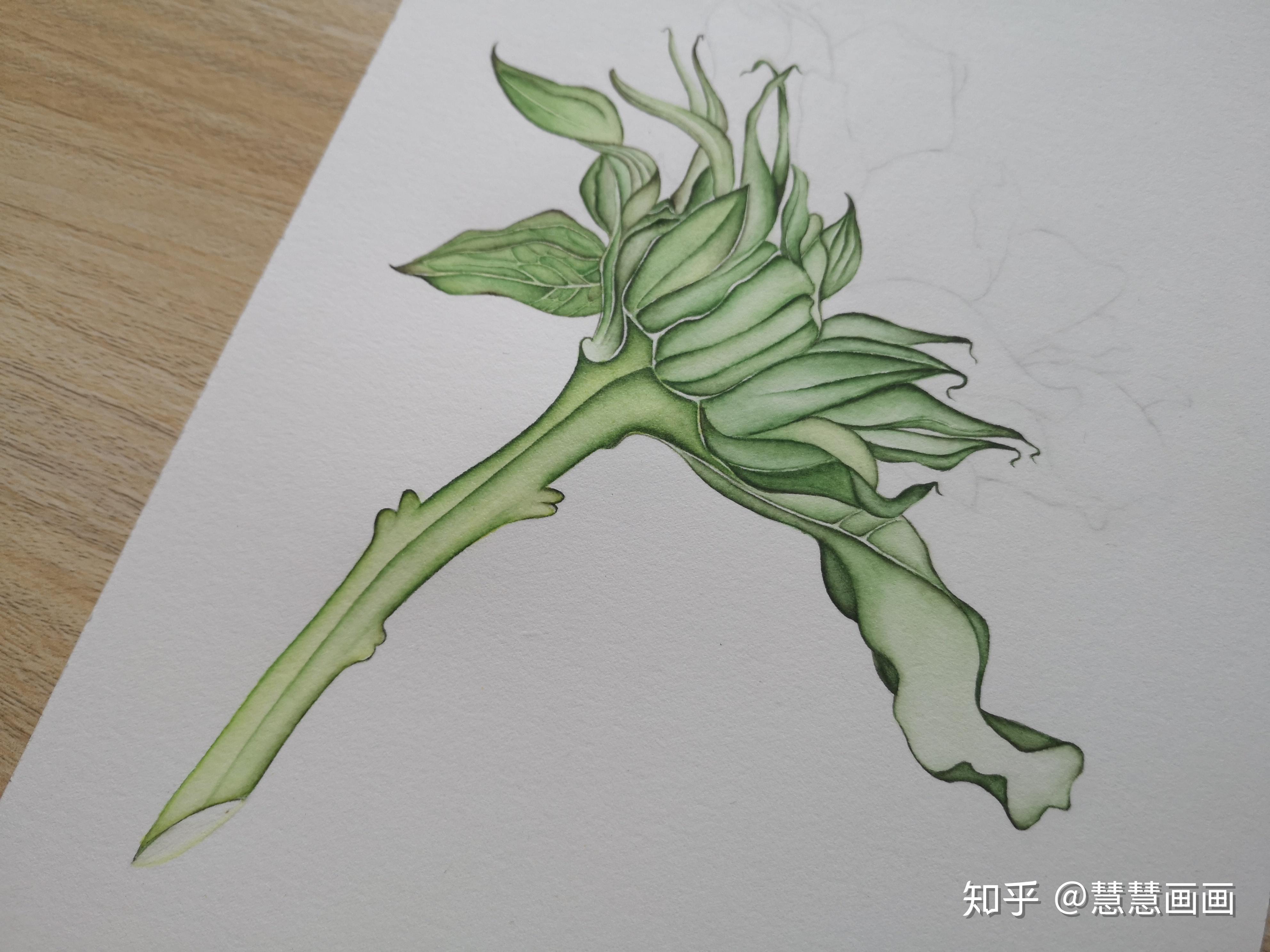 这幅向日葵叶片最复杂,所以先画叶片.由难到易,画起来自然简单一些.