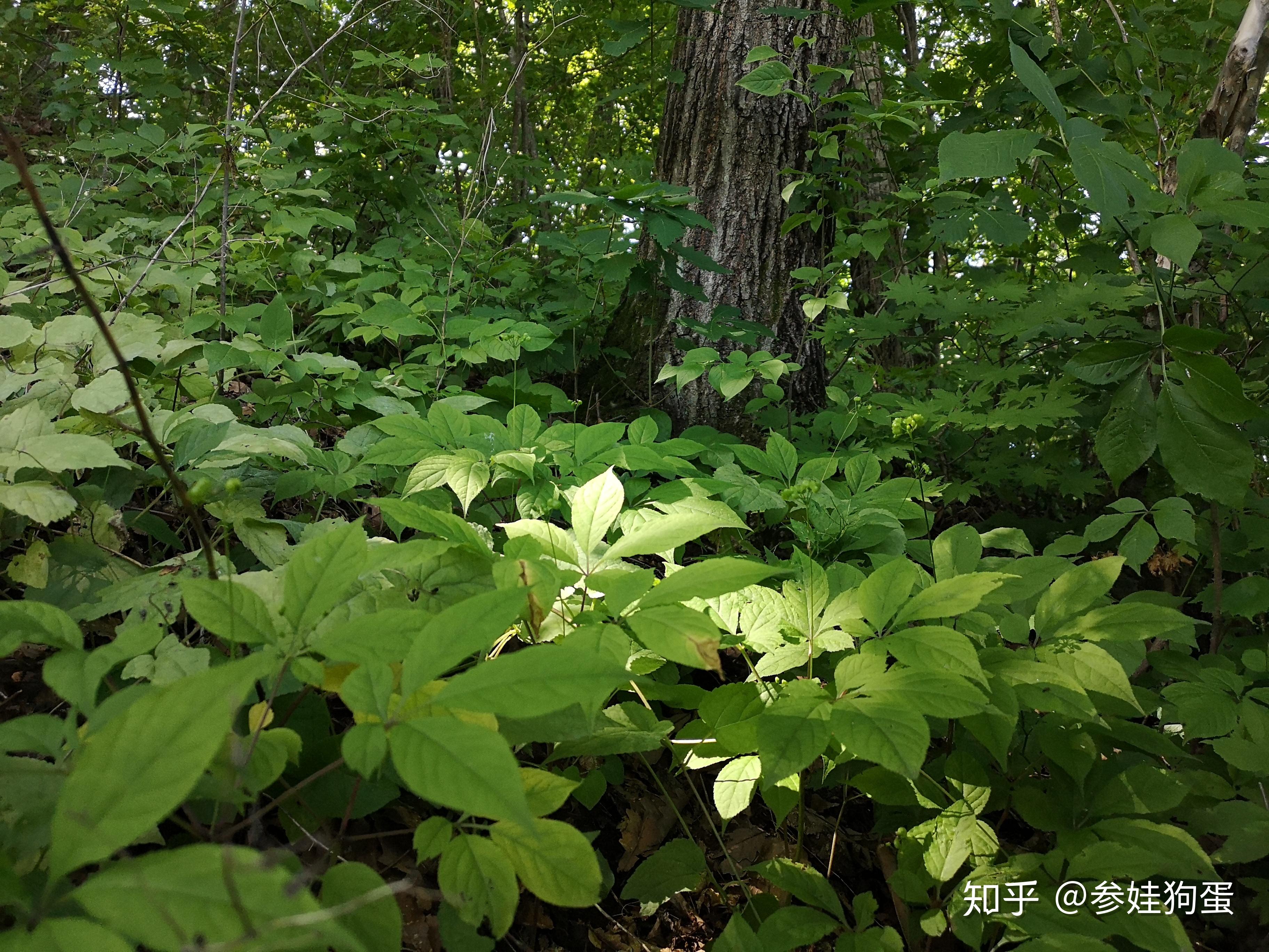 林下參生長環境揭秘人參只要林下就一定好嗎