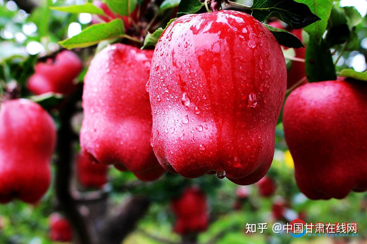 甘肃省陇南市礼县以苹果为媒推动乡村产业提质增效