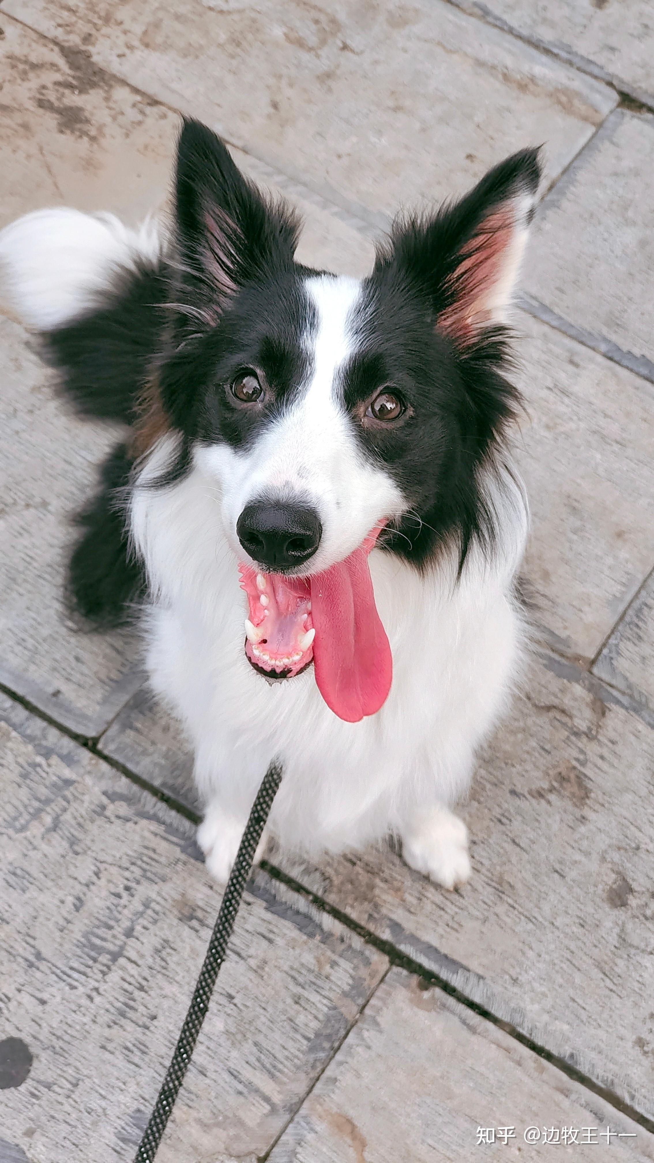 有没有人看过边牧(陈贝拉)的视频,真的可以这么聪明吗? - 知乎