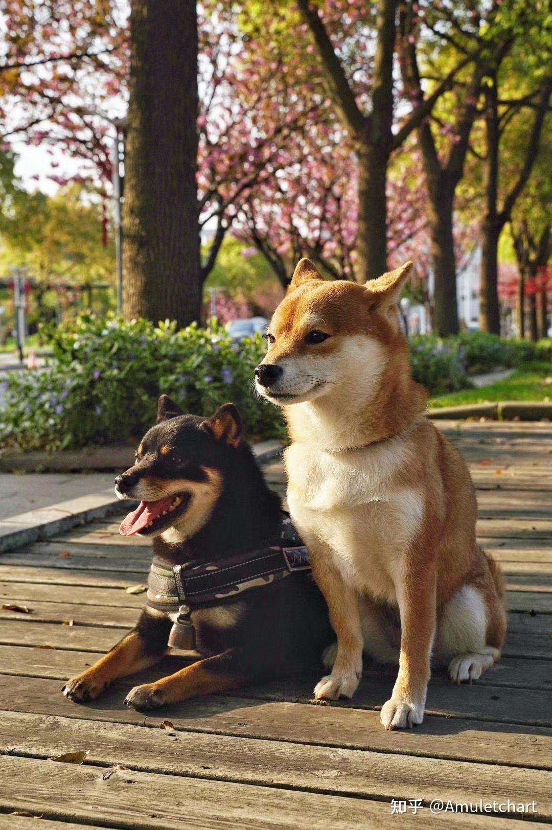 两只赤柴能生出黑柴宝宝吗