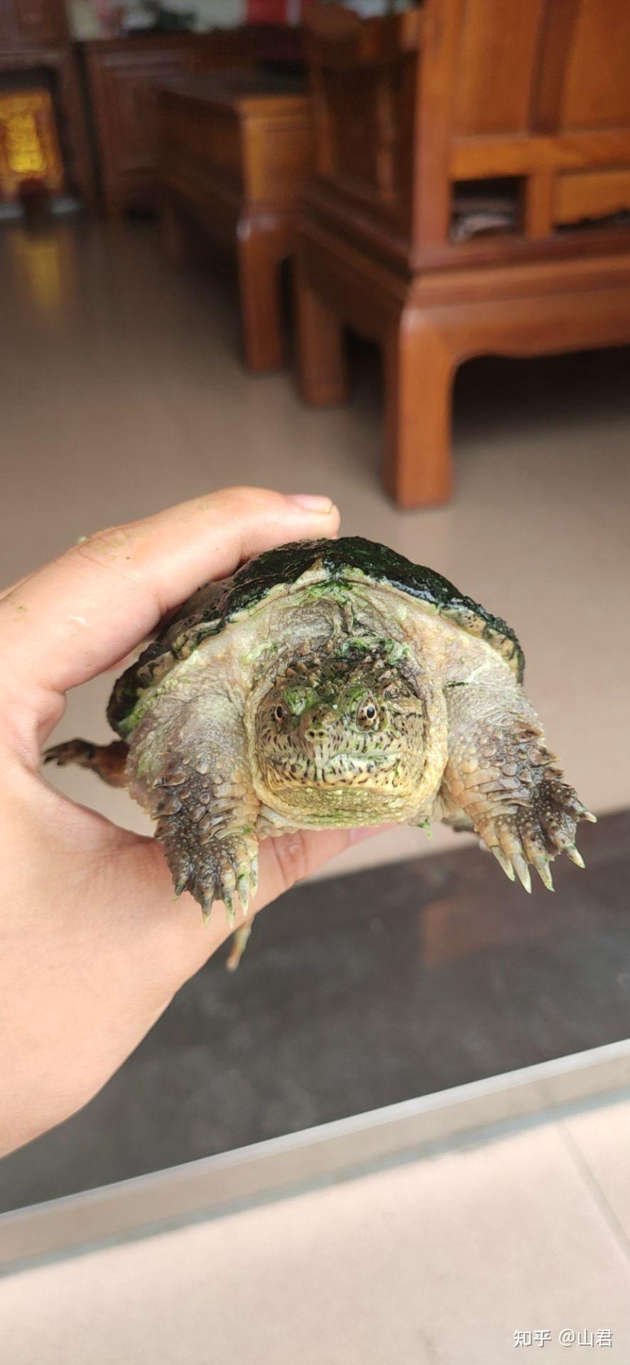 这杂佛怎么样还有这是什么背甲