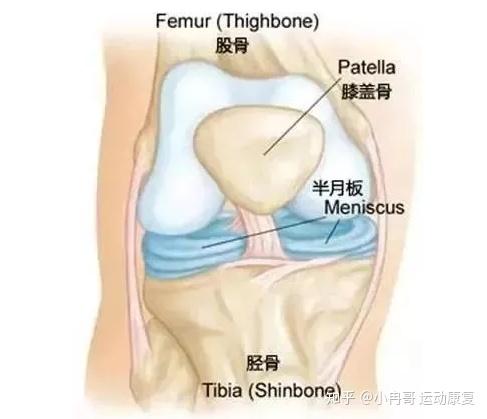 运动关节系列之半月板损伤全解读 知乎