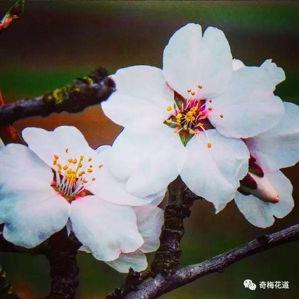 一分钟让你快速分辨桃花 李花 梅花 杏花 知乎 一分钟让你快速分辨桃花 李花 梅花 杏花 知乎