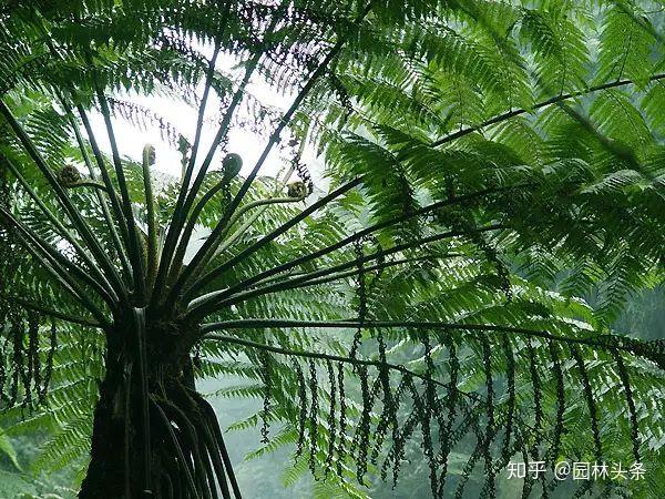 [suō luó] 桫欏 alsophila spinulosa 大家好,我不是寫瓦爾登湖的