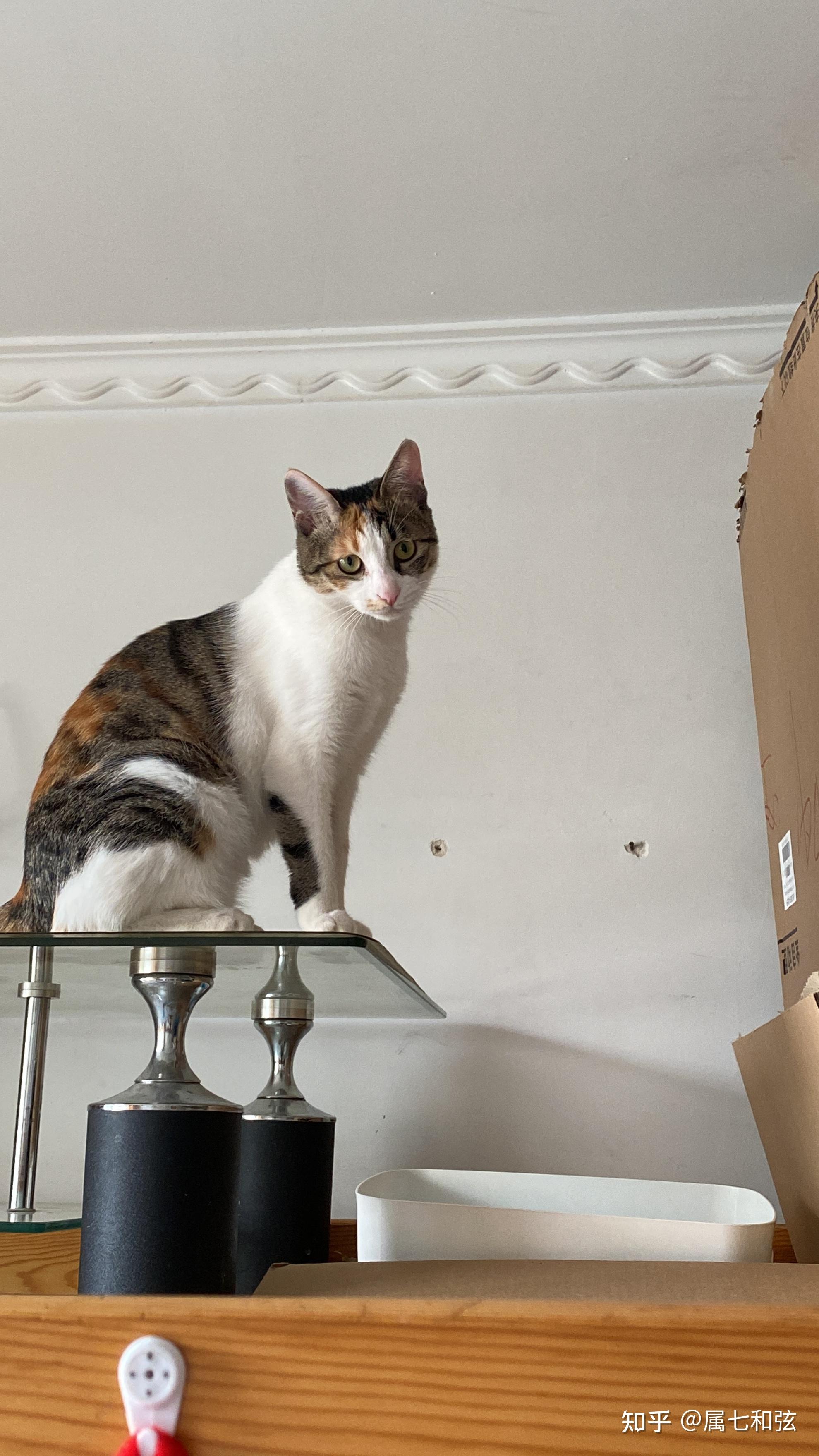 好想看看三花猫啊,谁能晒晒自家三花主子? - 知乎