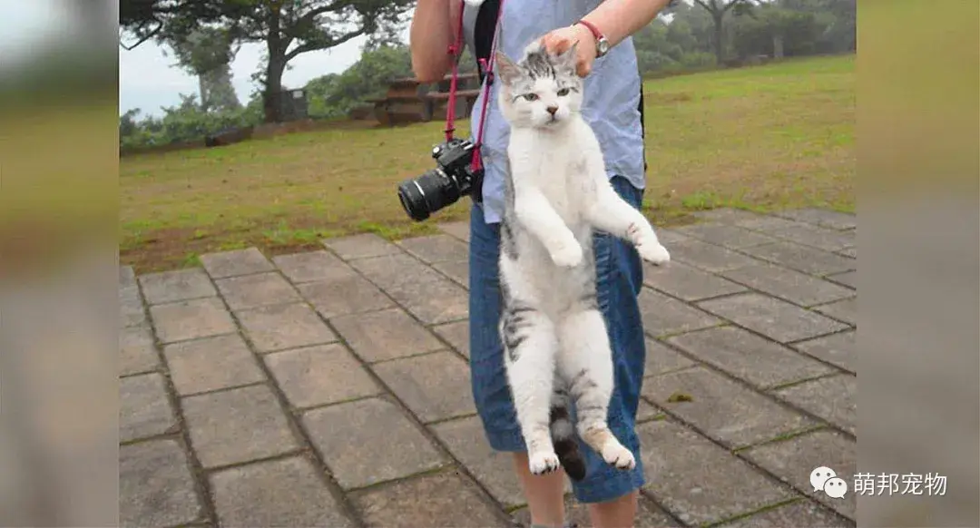 拎脖子绝不可取错误抱法会伤害到猫哦