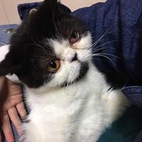 陈尼玛高冷傲娇文艺青年