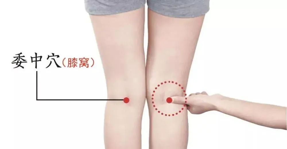 所以,经常按摩膝窝可以祛湿排毒,还能有效防止寒湿瘀堵在膝盖上,引发