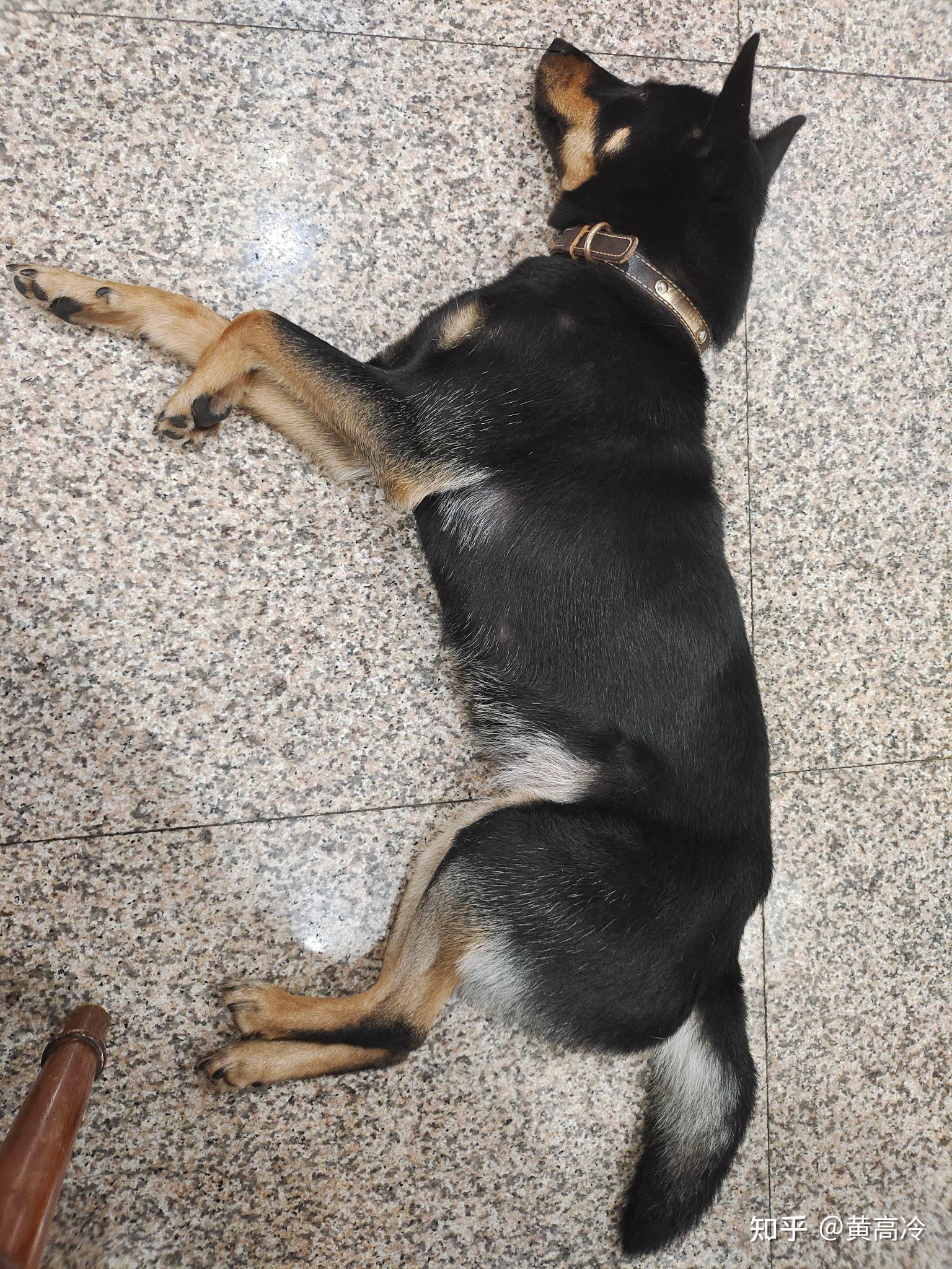 想看铁包金（俗称四眼）毛色的中华田园犬，大家可以发我看看吗？ - 知乎