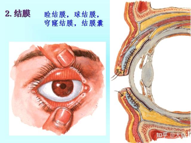 医学生如何学好解剖学? 