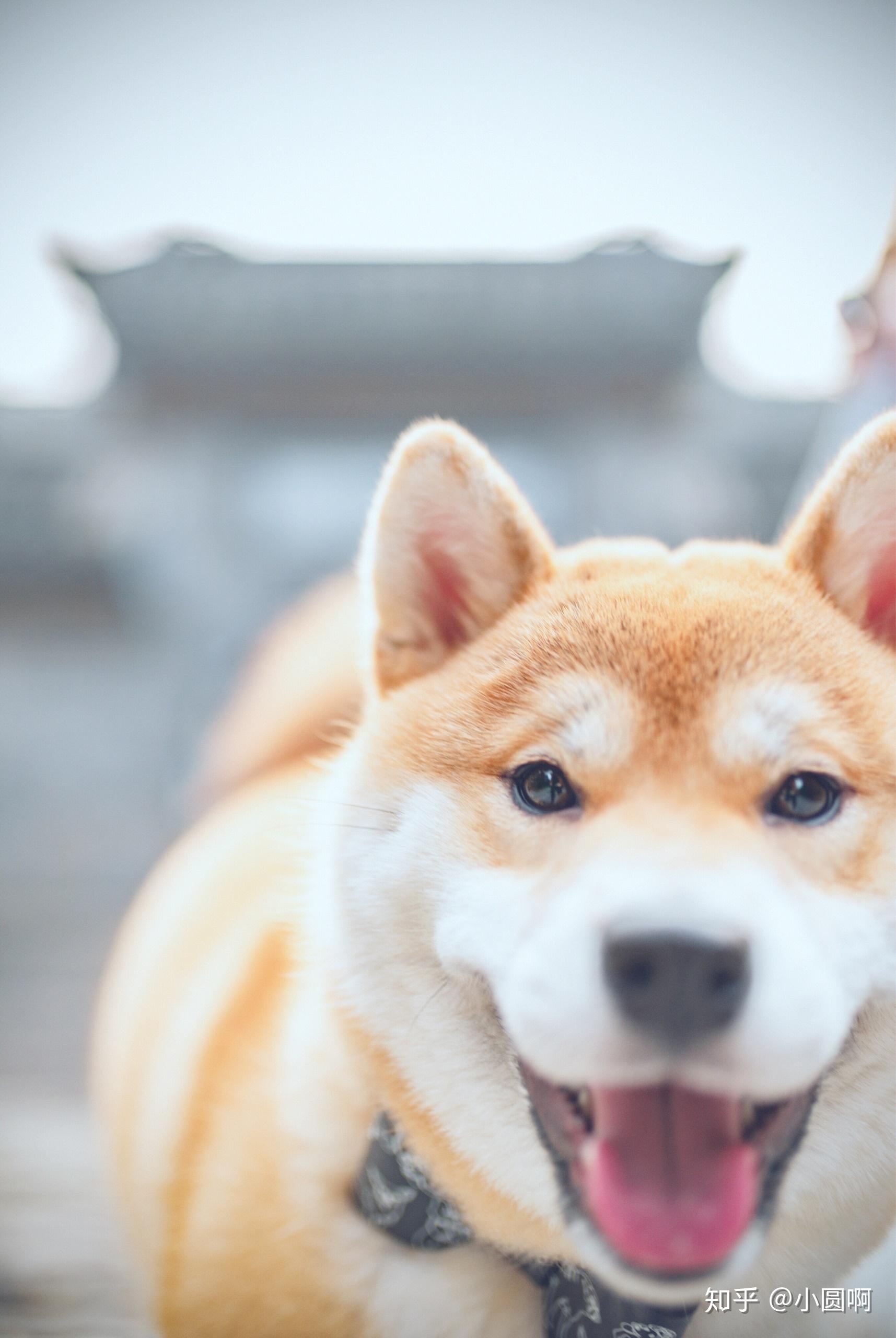 拥有一只柴犬是什么样的体验呢