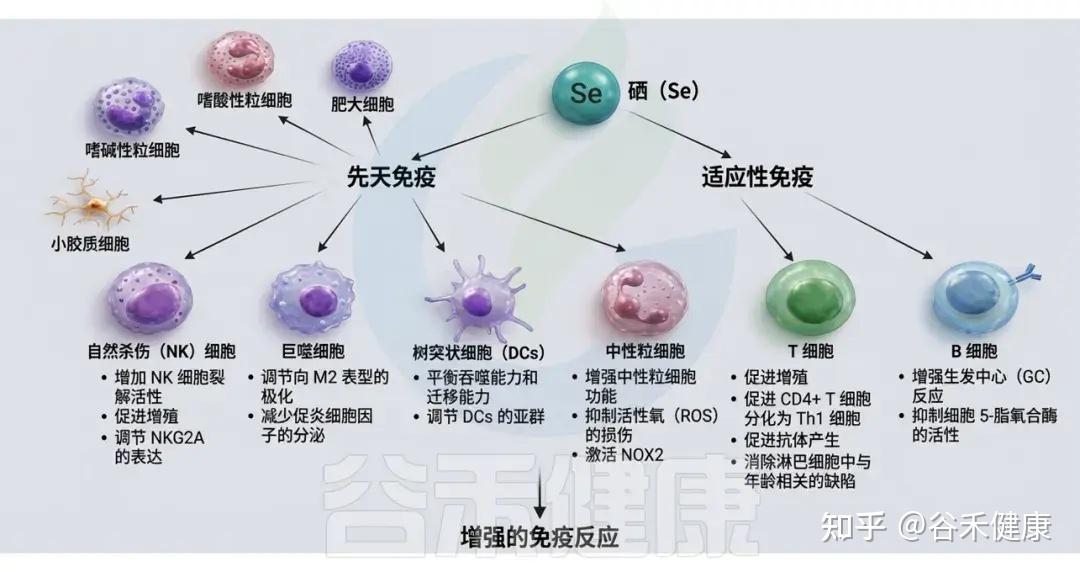 硒的生理功能、缺乏危害，与肠道微生物群的互作及补充策略 - 知乎