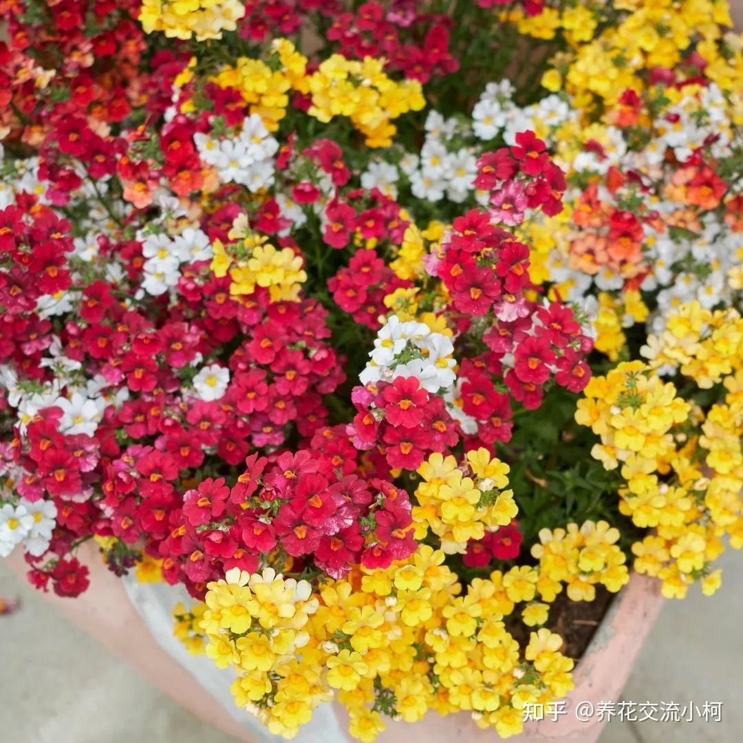 春季花朵开得比角堇还旺盛的龙面花，优缺点和养护方法看这里 - 知乎