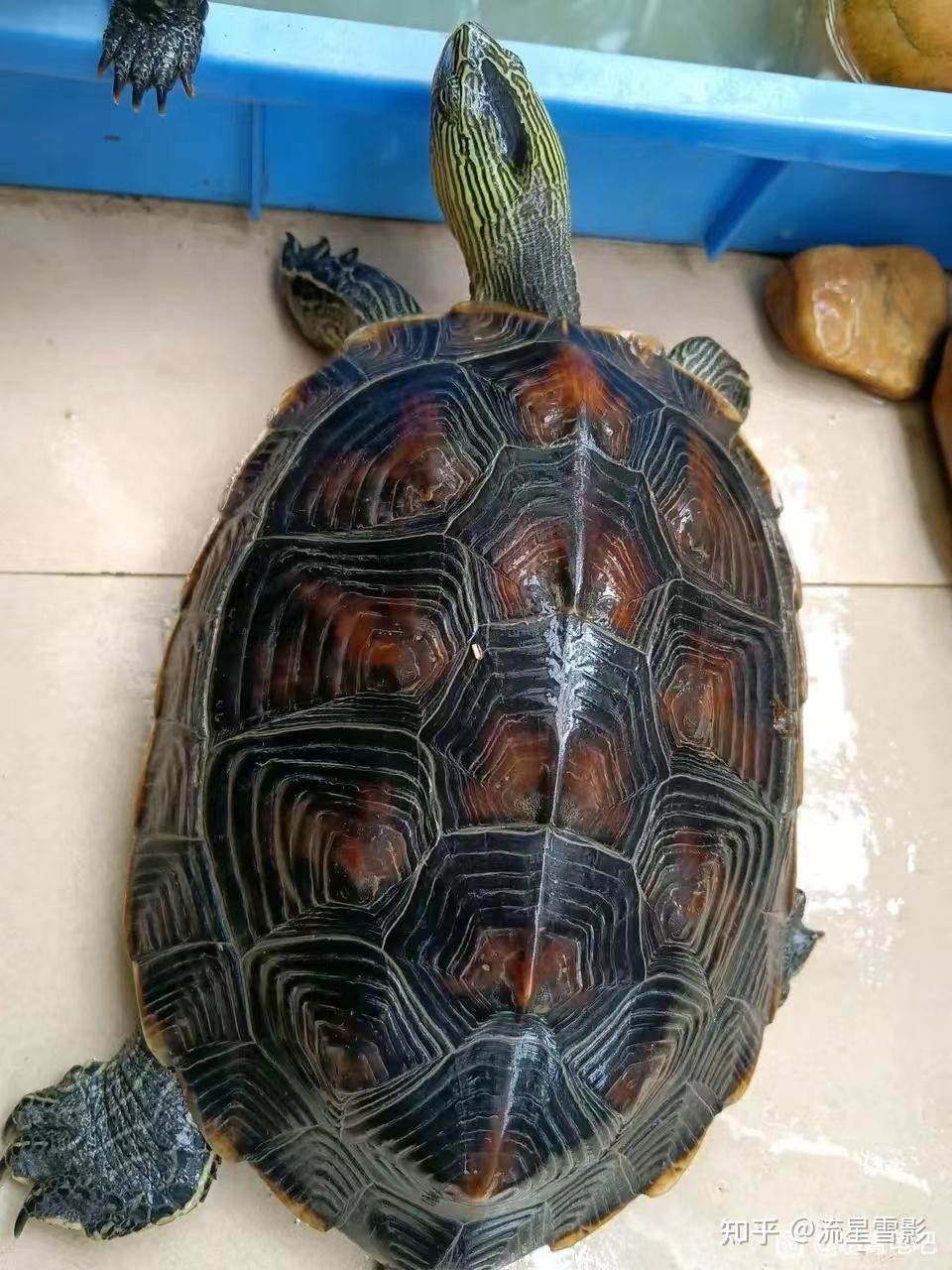 珍珠龟为什么是国龟的颜值担当