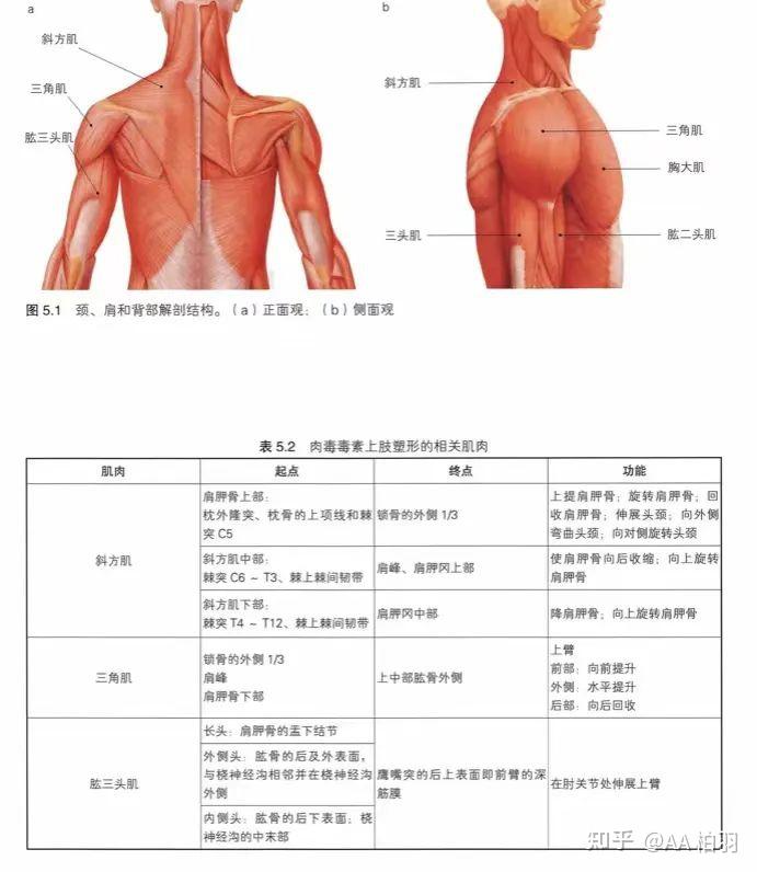 瘦肩针