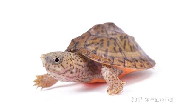 剃刀龟,麝香龟的一种,近几年广受欢迎的宠物龟之一,如何才能养好剃刀龟? - 知乎
