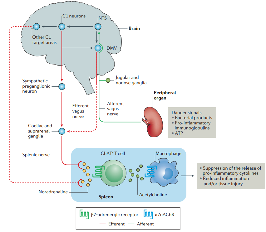 nephrology进展|靶向免疫中的神经反射环路治疗肾脏疾病 - 知乎