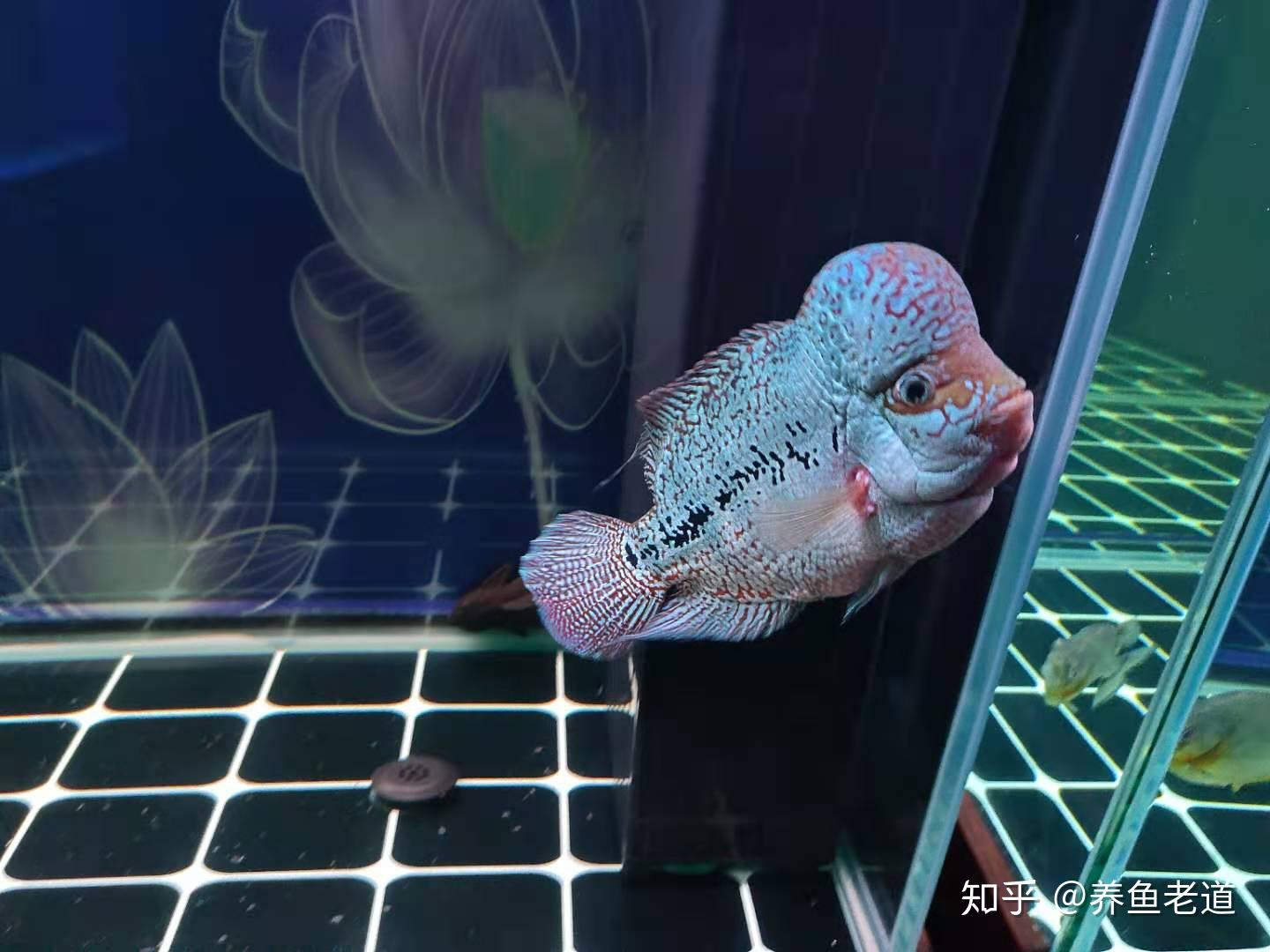 老邹大叔那边可惨了,估计金鱼伤亡较大,因为他把个体大的金鱼合缸在一