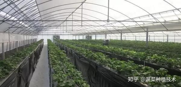 草莓还能这样种 无土栽培草莓种植技术及种植模式 知乎