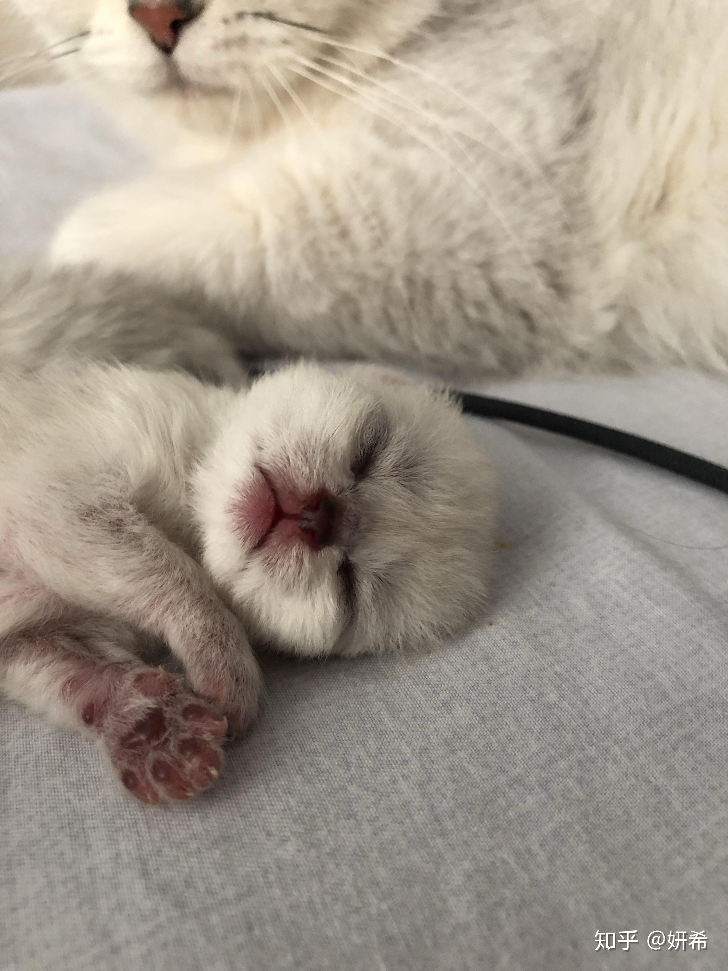 我家银渐层一个多月 鼻子肉垫都是粉的 身上的毛色是正常的 肉垫粉色