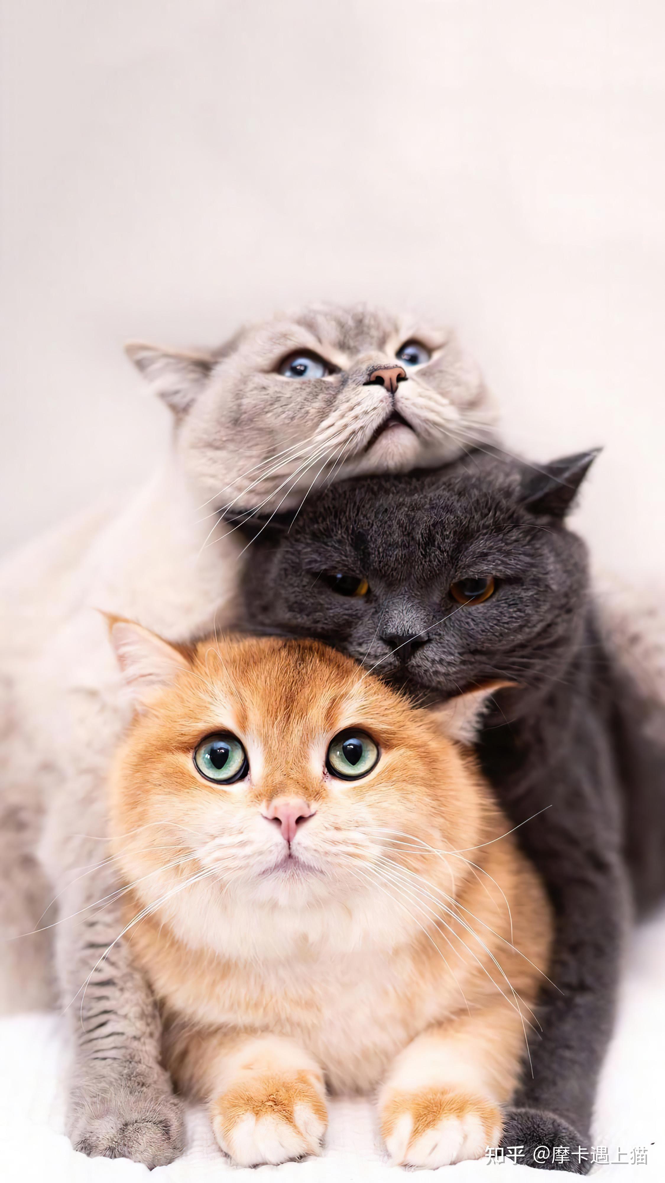 萌宠猫咪壁纸|与猫度过的时光从不会荒废 手机壁纸 - 知乎