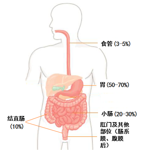 胃肠图解及部位高清图图片