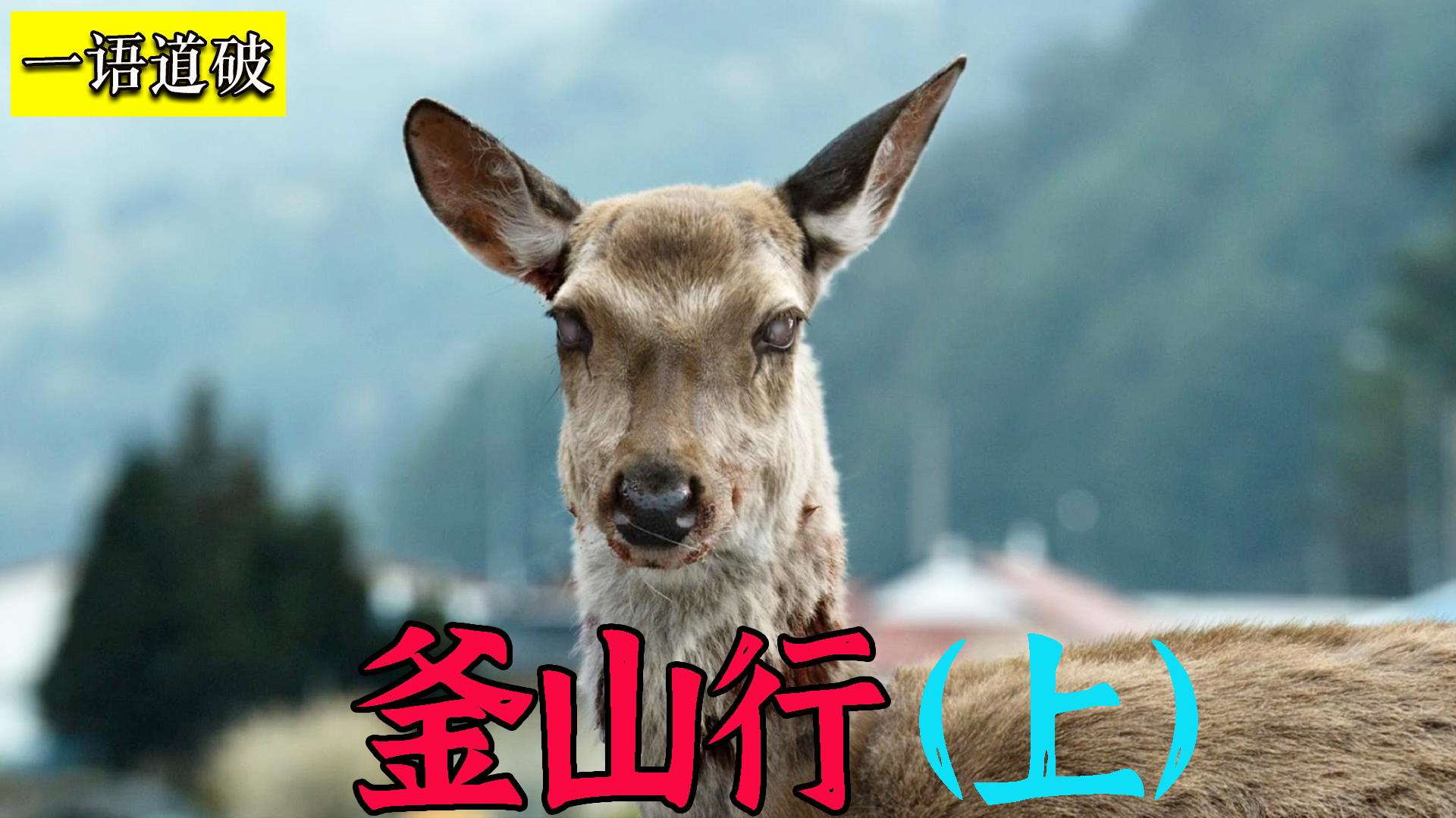 如果你开车不小心撞死了一头鹿,你会带回家吃掉么?