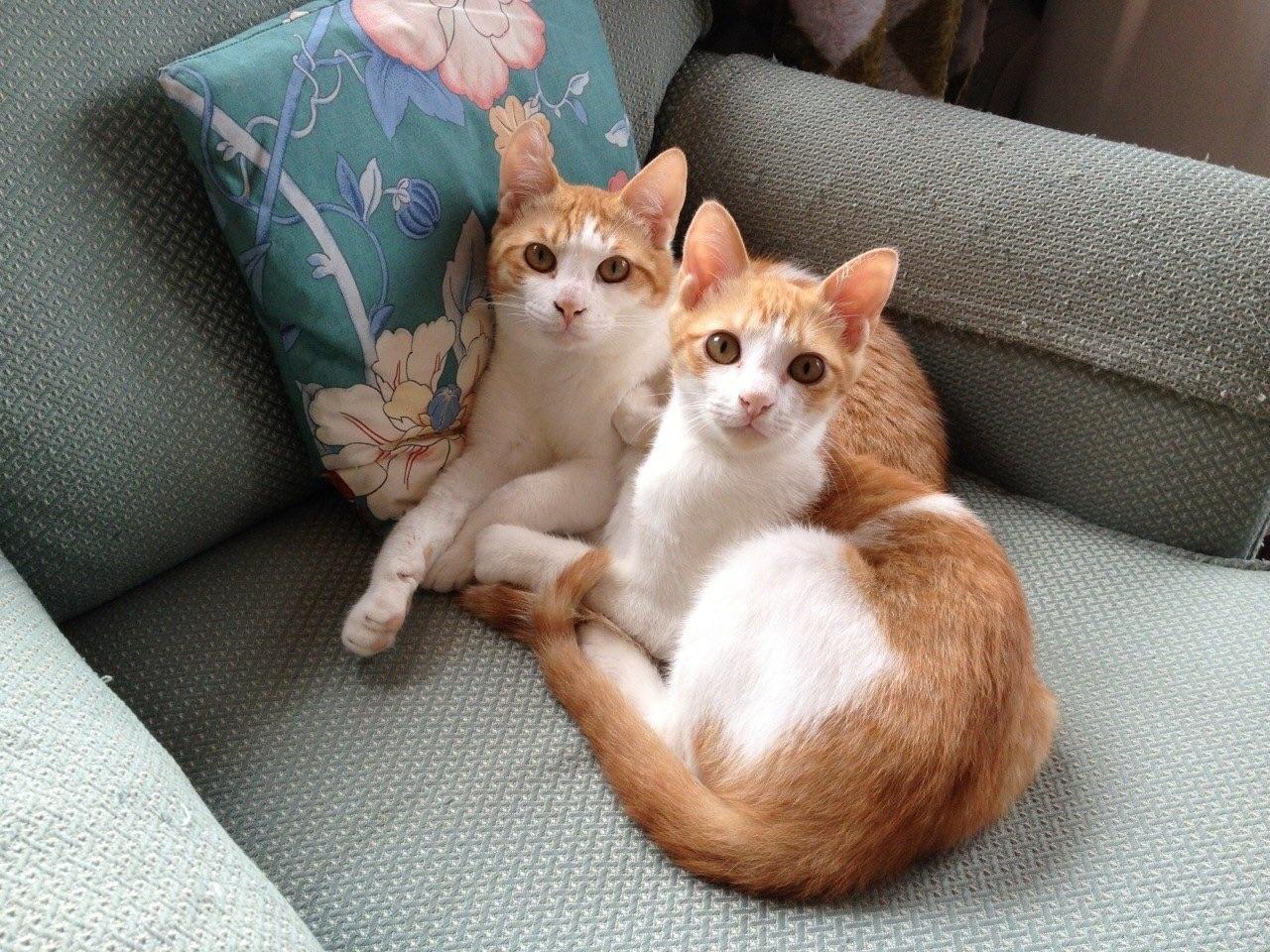 家里养多只猫是什么样的体验? - 知乎