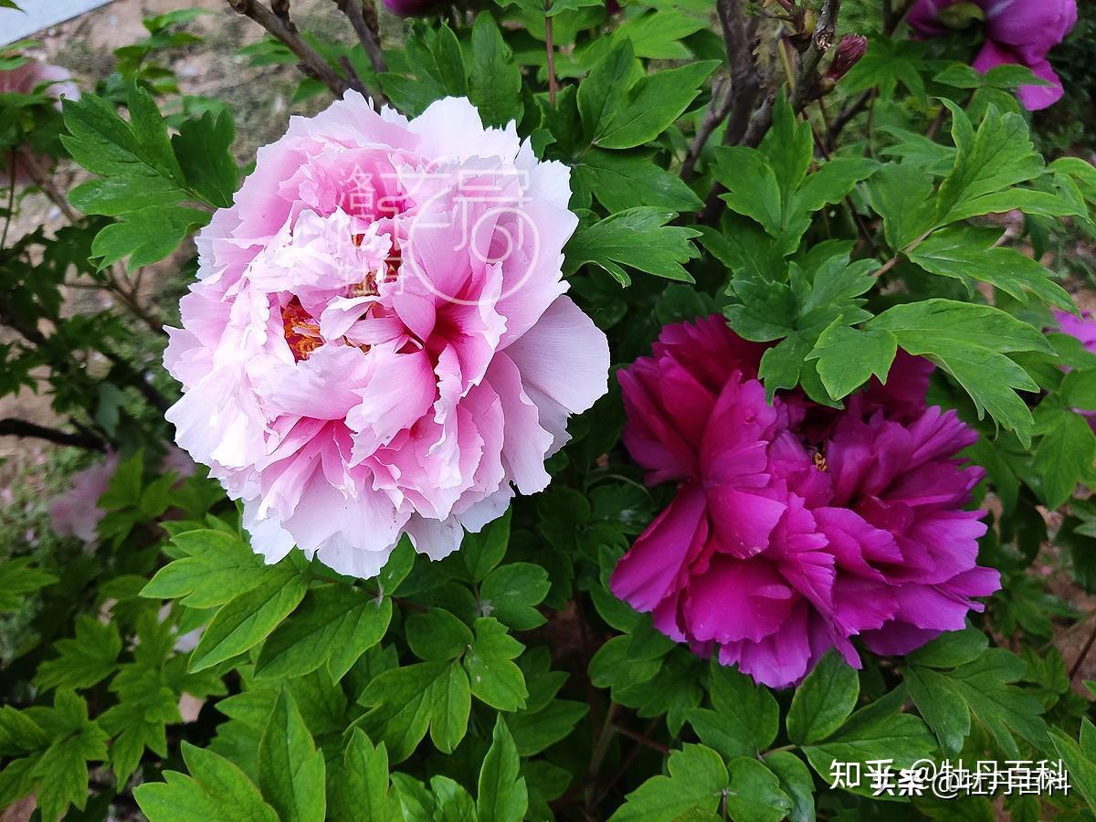 "一朵花开,两种精彩"的复色牡丹