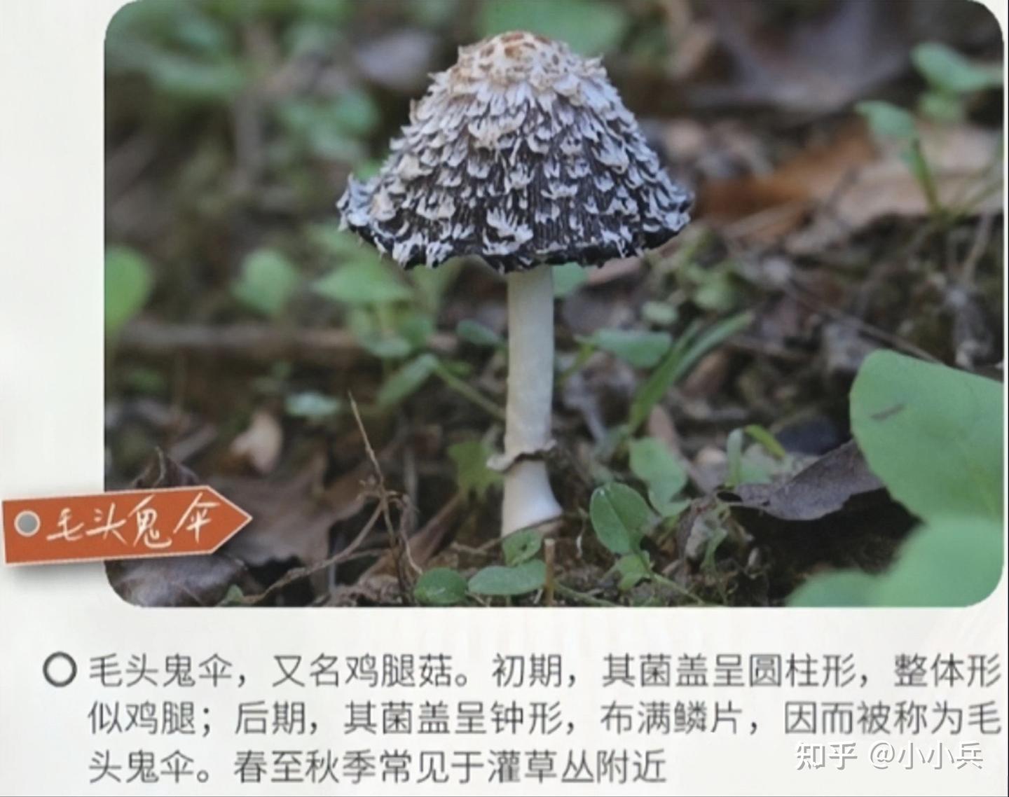 朝生薯落花——鬼伞和鬼笔 - 知乎