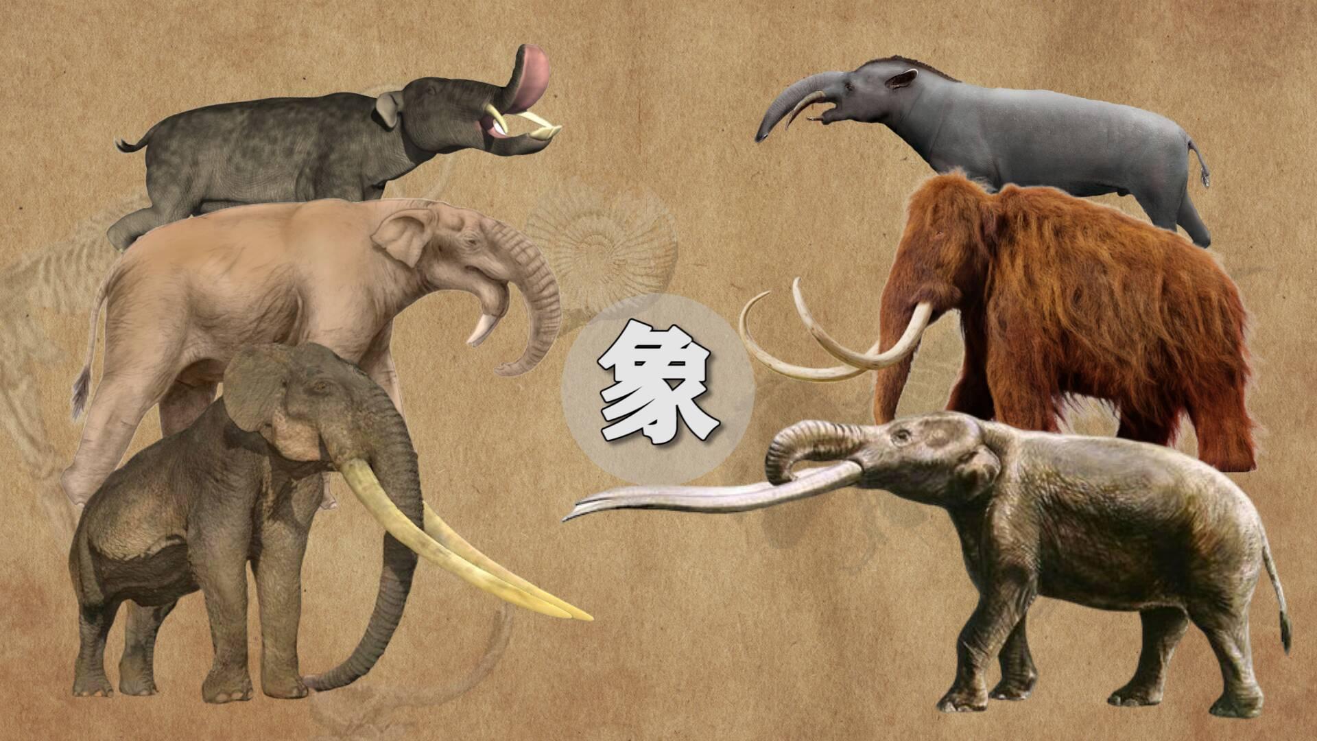 如果把史前大象做一个对比你会发现什么